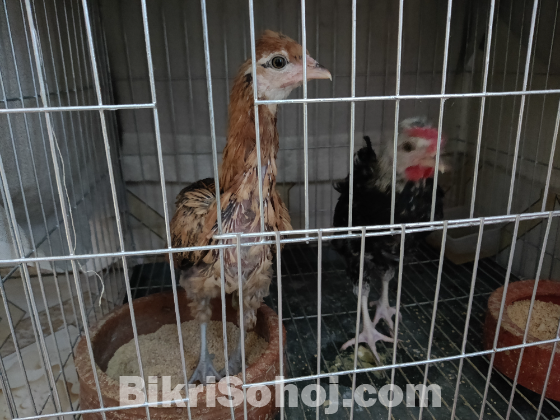 পাহাড়ি লাইজ্জা বাচ্চা